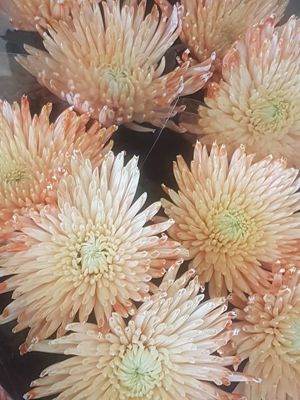 Foto 37 uit NeelyshaBloemen