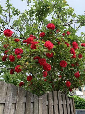 Foto 55 uit Rondje Beverwaard 2026