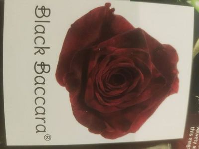 Foto 7 uit NeelyshaBloemen