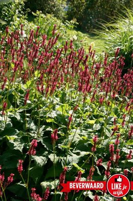 Foto 148 uit LIKEJEWIJK FOTO'S_3