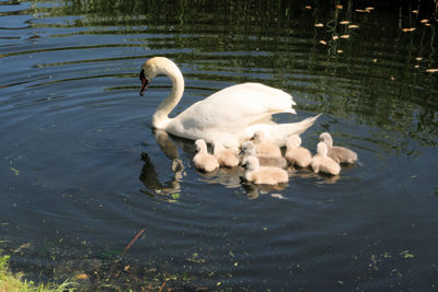 Foto 5 uit ZwaanMet8Jongen