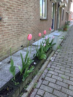 Foto 2 uit Rondje Beverwaard 2026