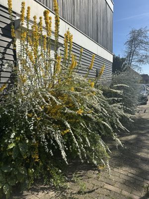 Foto 266 uit Rondje Beverwaard 2026