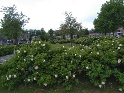 Foto 346 uit TropischeTuin 2017