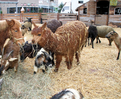 Foto 12 uit Sinterklaas 2009B.W