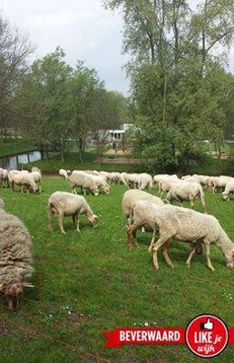 Foto 236 uit LIKEJEWIJK FOTO'S_2