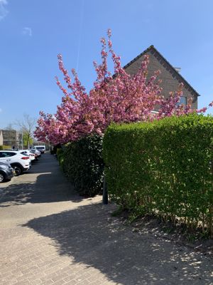 Foto 224 uit StratenBEVERWAARD