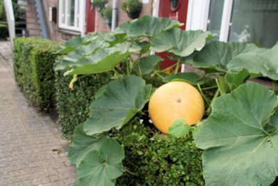 Foto 2 uit Pompoen in Bloei