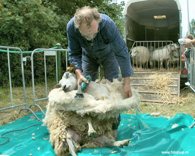 Foto 59 uit Paardenmarkt new07