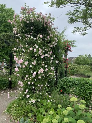 Foto 74 uit Rondje Beverwaard 2026