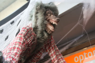 Foto 61 uit Halloween31oct 2015