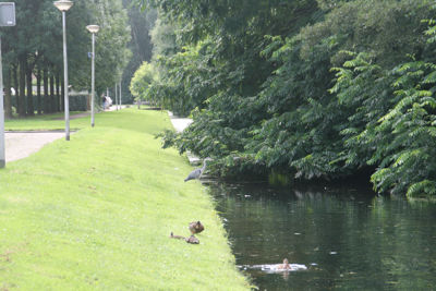 Foto 161 uit StratenBEVERWAARD