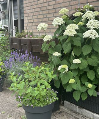 Foto 282 uit Rondje Beverwaard 2026