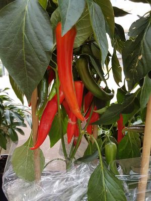 Foto 184 uit NeelyshaBloemen