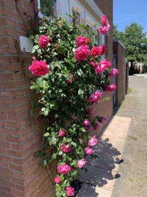 Foto 129 uit Rondje Beverwaard 2026