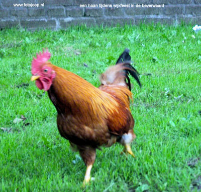 Foto 106 uit Wijkfeest 06-09-08