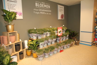 Foto 80 uit hoogvliet verbouwen