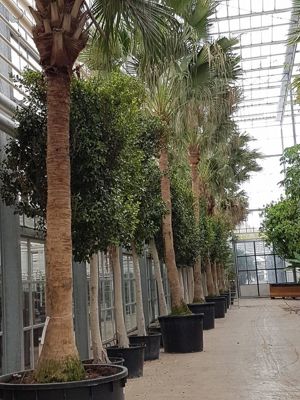 Foto 152 uit NeelyshaBloemen