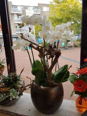 Foto 112 uit NeelyshaBloemen