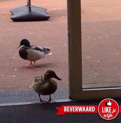 Foto 560 uit LIKEJEWIJK FOTO'S_2