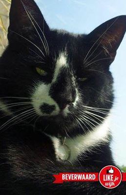 Foto 270 uit LIKEJEWIJK FOTO'S_2