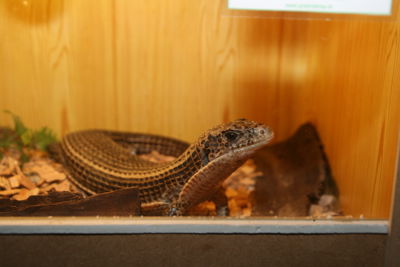 Foto 70 uit HaLLoWeeN29_10_11