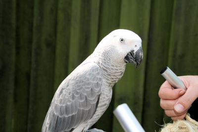 Foto 122 uit OuderVierdaagse23_6