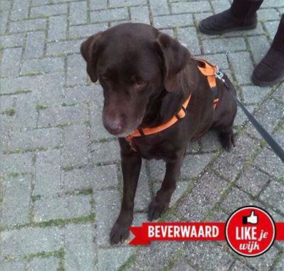 Foto 641 uit LIKEJEWIJK FOTO'S_2