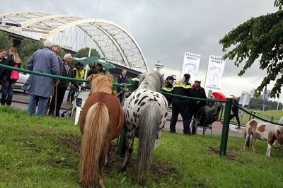 Foto 5 uit Paardenmarkt29-6