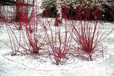 Foto 54 uit WinterIn Beverwaard