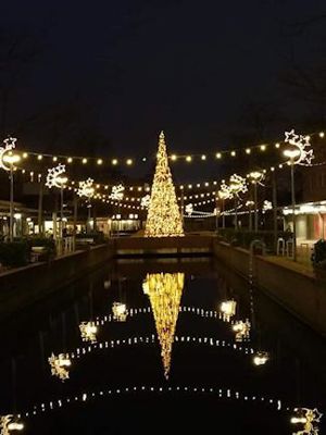 Grote Kerstboom WC
