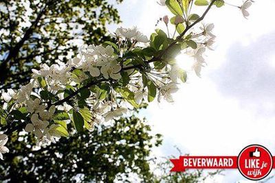 Foto 328 uit LIKEJEWIJK FOTO'S_2