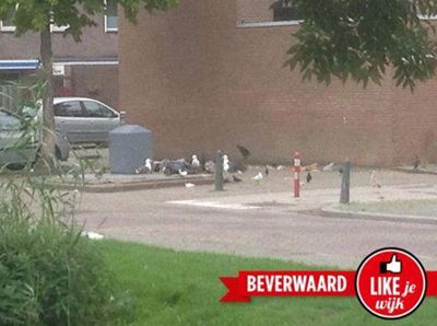 Foto 579 uit LIKEJEWIJK FOTO'S_2