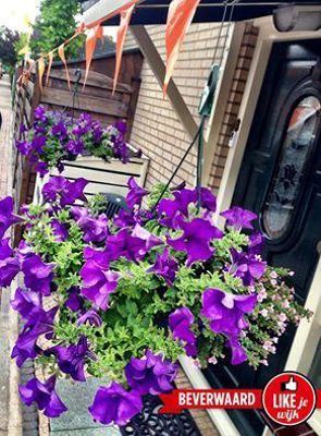 Foto 178 uit LIKEJEWIJK FOTO'S_2