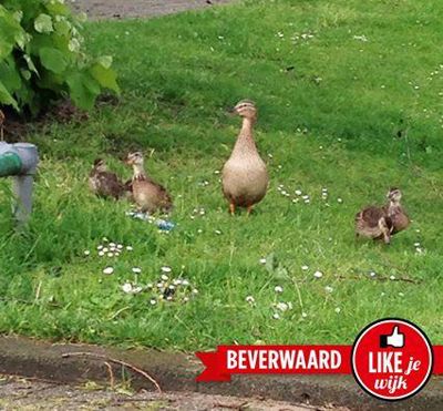 Foto 163 uit LIKEJEWIJK FOTO'S_2