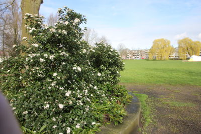 Lente Kriebels Bloei