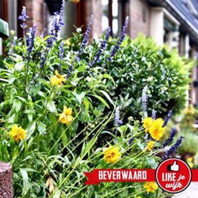 Foto 190 uit LIKEJEWIJK FOTO'S