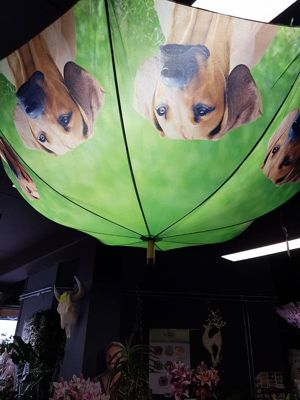 Foto 63 uit NeelyshaBloemen