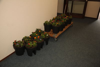 Foto 5 uit Plantjes Ijselburgh