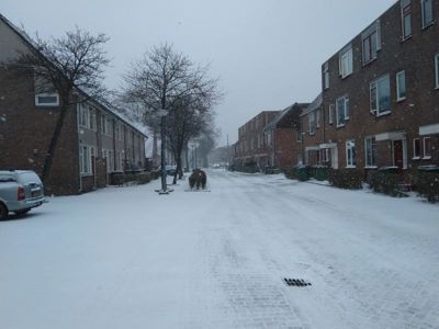 Foto 70 uit WinterIn Beverwaard