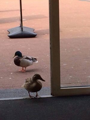 Foto 20 uit MelisTurkseBakkerrij