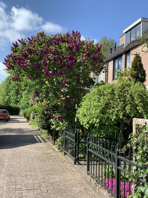 Foto 10 uit Rondje Beverwaard 2026