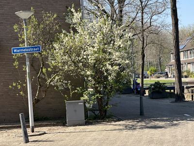 Foto 255 uit Rondje Beverwaard 2026