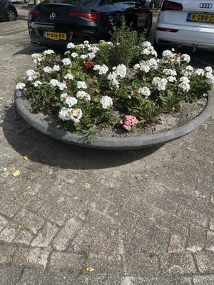 Foto 373 uit Rondje Beverwaard 2026