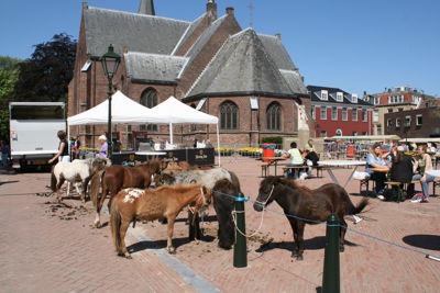 Foto 12 uit Paardenmarkt24-6