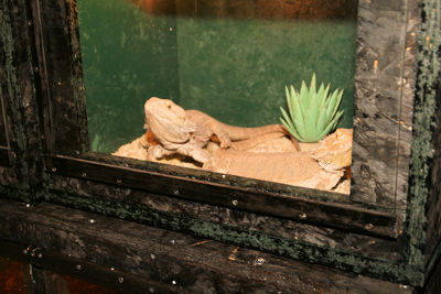 Foto 33 uit HalloWeen27-10-12