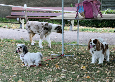 Foto 32 uit Wijkfeest12-09-2009