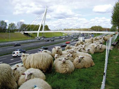 Foto 603 uit BRIENENOORDBRUG