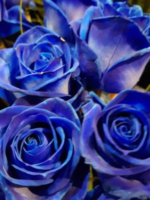 Foto 43 uit De Bloemenboetiek