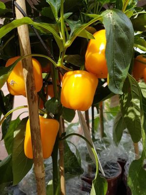 Foto 20 uit NeelyshaBloemen